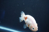 Ranchu  Sakura 3.5 Inch (ID#927R5c-79) Free2Day SHIPPING