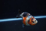 Juvenile Ranchu  Calico 3.5 Inch (ID#1203R9b-61) Free2Day SHIPPING