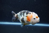 Milk Cow Ranchu  Calico 4.5 Inch (ID#1015R9a-70) Free2Day SHIPPING