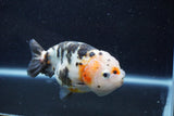 Milk Cow Ranchu  Calico 4.5 Inch (ID#1015R9a-70) Free2Day SHIPPING