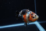 Juvenile Ranchu  Calico 3.5 Inch (ID#1203R9b-61) Free2Day SHIPPING