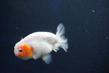 Ranchu  Sakura 3.5 Inch (ID#927R5c-79) Free2Day SHIPPING