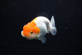 Juvenile Lionchu  Red White 4 Inch (ID#1217R11b-14) Free2Day SHIPPING