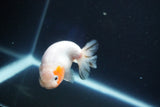 Ranchu  Sakura 3.5 Inch (ID#927R5c-79) Free2Day SHIPPING