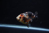 Juvenile Ranchu  Calico 3.5 Inch (ID#1203R9b-61) Free2Day SHIPPING