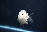 Milk Cow Ranchu  Calico 4.5 Inch (ID#1015R9a-70) Free2Day SHIPPING