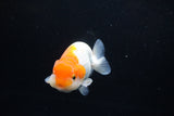 Juvenile Lionchu  Red White 4 Inch (ID#1217R11b-14) Free2Day SHIPPING