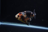 Juvenile Ranchu  Calico 3.5 Inch (ID#1203R9b-61) Free2Day SHIPPING