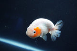 Ranchu  Sakura 3.5 Inch (ID#927R5c-79) Free2Day SHIPPING