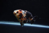 Juvenile Ranchu  Calico 3.5 Inch (ID#1203R9b-61) Free2Day SHIPPING