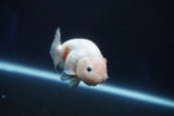 Ranchu  Sakura 3.5 Inch (ID#927R5c-79) Free2Day SHIPPING