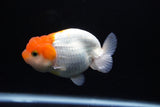 Juvenile Lionchu  Red White 4 Inch (ID#1217R11b-14) Free2Day SHIPPING