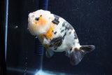 Milk Cow Ranchu  Calico 4.5 Inch (ID#1015R9a-70) Free2Day SHIPPING