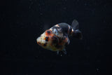 Juvenile Ranchu  Calico 3.5 Inch (ID#1203R9b-61) Free2Day SHIPPING