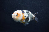 Milk Cow Ranchu  Calico 4.5 Inch (ID#1015R9a-70) Free2Day SHIPPING