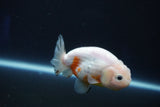 Ranchu  Sakura 3.5 Inch (ID#927R5c-79) Free2Day SHIPPING