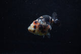 Juvenile Ranchu  Calico 3.5 Inch (ID#1203R9b-61) Free2Day SHIPPING