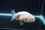 Ranchu  Sakura 3.5 Inch (ID#927R5c-79) Free2Day SHIPPING