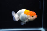 Juvenile Lionchu  Red White 4 Inch (ID#1217R11b-14) Free2Day SHIPPING