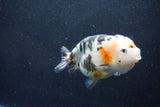 Milk Cow Ranchu  Calico 4.5 Inch (ID#1015R9a-70) Free2Day SHIPPING