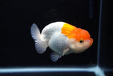 Juvenile Lionchu  Red White 4 Inch (ID#1217R11b-14) Free2Day SHIPPING