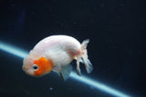 Ranchu  Sakura 3.5 Inch (ID#927R5c-79) Free2Day SHIPPING