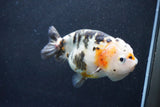 Milk Cow Ranchu  Calico 4.5 Inch (ID#1015R9a-70) Free2Day SHIPPING