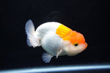 Juvenile Lionchu  Red White 4 Inch (ID#1217R11b-14) Free2Day SHIPPING