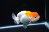 Juvenile Lionchu  Red White 4 Inch (ID#1217R11b-14) Free2Day SHIPPING