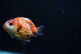 Juvenile Ranchu  Calico 3 Inch (ID#1203R9b-62) Free2Day SHIPPING