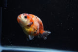 Juvenile Ranchu  Calico 3 Inch (ID#1203R9b-62) Free2Day SHIPPING