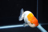 Juvenile Lionchu  Red White 4 Inch (ID#1217R11b-14) Free2Day SHIPPING