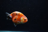 Juvenile Ranchu  Calico 3 Inch (ID#1203R9b-62) Free2Day SHIPPING