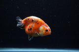 Juvenile Ranchu  Calico 3 Inch (ID#1203R9b-62) Free2Day SHIPPING