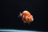 Juvenile Ranchu  Calico 3 Inch (ID#1203R9b-62) Free2Day SHIPPING