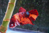 Giant Nemo Koi Galaxy  Plakat Male Betta (ID#801-M501) Free2Day SHIPPING