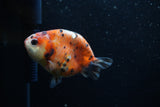 Juvenile Ranchu  Calico 3 Inch (ID#1203R9b-62) Free2Day SHIPPING