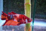 Giant Nemo Koi Galaxy  Plakat Male Betta (ID#801-M501) Free2Day SHIPPING