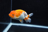 Juvenile Lionchu  Red White 4 Inch (ID#1217R11b-15) Free2Day SHIPPING