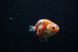 Juvenile Ranchu  Calico 3 Inch (ID#1203R9b-62) Free2Day SHIPPING