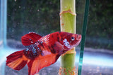 Giant Nemo Koi Galaxy  Plakat Male Betta (ID#801-M501) Free2Day SHIPPING