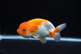 Juvenile Lionchu  Red White 4 Inch (ID#1217R11b-15) Free2Day SHIPPING