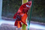 Giant Nemo Koi Galaxy  Plakat Male Betta (ID#801-M501) Free2Day SHIPPING