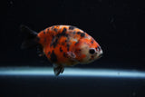 Juvenile Ranchu  Calico 3.5 Inch (ID#1203R9b-63) Free2Day SHIPPING