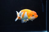 Juvenile Lionchu  Red White 4 Inch (ID#1217R11b-15) Free2Day SHIPPING