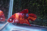 Giant Nemo Koi Galaxy  Plakat Male Betta (ID#801-M501) Free2Day SHIPPING