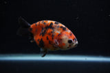 Juvenile Ranchu  Calico 3.5 Inch (ID#1203R9b-63) Free2Day SHIPPING