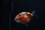 Juvenile Ranchu  Calico 3.5 Inch (ID#1203R9b-63) Free2Day SHIPPING