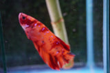 Giant Nemo Koi Galaxy  Plakat Male Betta (ID#801-M502) Free2Day SHIPPING