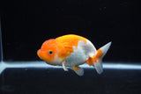 Juvenile Lionchu  Red White 4 Inch (ID#1217R11b-15) Free2Day SHIPPING